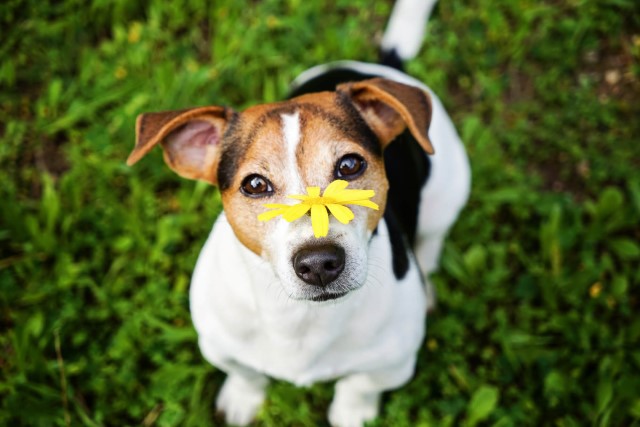 犬って花粉症になるの？症状や対処方法をご紹介